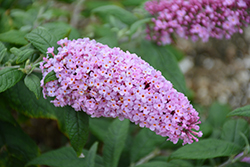 Pugster Pink Butterfly Bush (Buddleia 'SMNBDPT') at Lakeshore Garden Centres