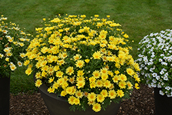 Golden Butterfly Marguerite Daisy (Argyranthemum frutescens 'G15101') at Lakeshore Garden Centres