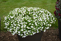 Superbells White Calibrachoa (Calibrachoa 'Balcal14141') at Lakeshore Garden Centres