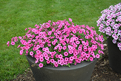 Supertunia Hot Pink Charm Petunia (Petunia 'USTUN2401M') at Lakeshore Garden Centres