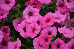 Supertunia Hot Pink Charm Petunia (Petunia 'USTUN2401M') at Lakeshore Garden Centres