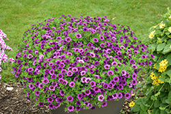 Superbells Plum Calibrachoa (Calibrachoa 'BBCAL76001') at Lakeshore Garden Centres