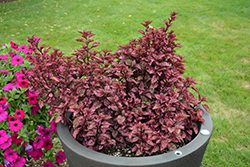 Hippo Rose Polka Dot Plant (Hypoestes phyllostachya 'G14160') at Lakeshore Garden Centres