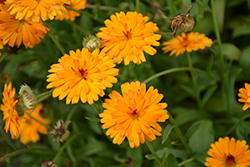 Lady Godiva Orange Marigold (Calendula 'kercaldiva') at Lakeshore Garden Centres