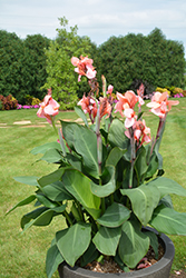 Toucan Coral Canna (Canna 'Toucan Coral') at Lakeshore Garden Centres