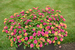 Luscious Royale Cosmo Lantana (Lantana camara 'DLANTAN95') at Lakeshore Garden Centres
