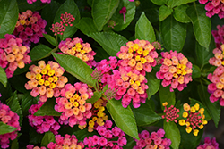 Luscious Royale Cosmo Lantana (Lantana camara 'DLANTAN95') at Lakeshore Garden Centres
