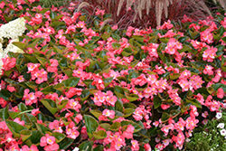 Surefire Rose Begonia (Begonia 'Surefire Rose') at Lakeshore Garden Centres