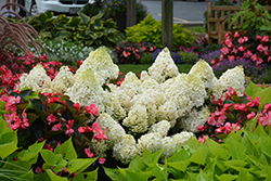 Little Lime Hydrangea (Hydrangea paniculata 'Jane') at Peter Knippel Garden Centre