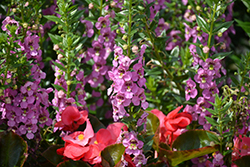 Angelface Super Pink Angelonia (Angelonia angustifolia 'Angelface Super Pink') at Lakeshore Garden Centres