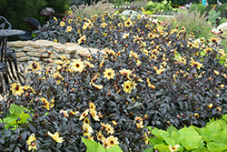 Mystic Illusion Dahlia (Dahlia 'Knockout') at Lakeshore Garden Centres