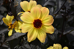 Mystic Illusion Dahlia (Dahlia 'Knockout') at Lakeshore Garden Centres