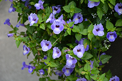 Summer Wave Large Blue Torenia (Torenia 'Summer Wave Large Blue') at Lakeshore Garden Centres