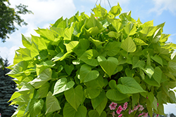 Sweet Caroline Sweetheart Lime Sweet Potato Vine (Ipomoea batatas 'NCORNSP-019SCSHLM') at Lakeshore Garden Centres