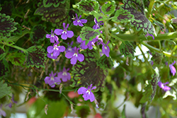 Lucia Dark Blue Lobelia (Lobelia erinus 'Lucia Dark Blue') at Lakeshore Garden Centres