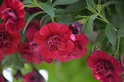 Superbells Double Ruby Calibrachoa (Calibrachoa 'USCAL83901') at Lakeshore Garden Centres