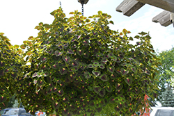 ColorBlaze Strawberry Drop Coleus (Solenostemon scutellarioides 'Kakegawa CE5') at Lakeshore Garden Centres