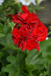 Timeless Fire Geranium (Pelargonium 'Cante Fir09') at Lakeshore Garden Centres