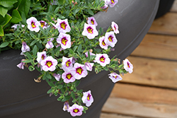 Superbells Morning Star Calibrachoa (Calibrachoa 'BBCAL27801') at Lakeshore Garden Centres