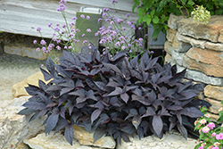 Sweet Caroline Raven Sweet Potato Vine (Ipomoea batatas 'Sweet Caroline Raven') at Lakeshore Garden Centres