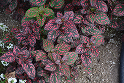 Hippo Red Polka Dot Plant (Hypoestes phyllostachya 'G14157') at Lakeshore Garden Centres