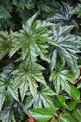 Pegasus Begonia (Begonia 'Pegasus') at Lakeshore Garden Centres