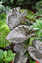 Royal Hawaiian Black Coral Elephant Ear (Colocasia esculenta 'Black Coral') at Lakeshore Garden Centres