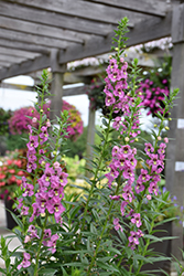 Angelface Super Pink Angelonia (Angelonia angustifolia 'Angelface Super Pink') at Lakeshore Garden Centres