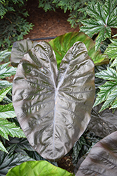 Royal Hawaiian Black Coral Elephant Ear (Colocasia esculenta 'Black Coral') at Lakeshore Garden Centres