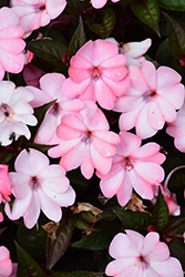 SunPatiens Compact Blush Pink New Guinea Impatiens (Impatiens 'SakimP013') at Lakeshore Garden Centres