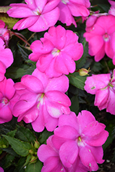 SunPatiens Compact Neon Pink New Guinea Impatiens (Impatiens 'SunPatiens Compact Neon Pink') at Lakeshore Garden Centres