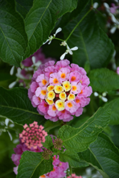 Luscious Pinkberry Blend Lantana (Lantana camara 'Luscious Pinkberry Blend') at Lakeshore Garden Centres