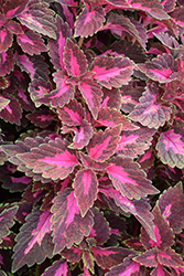 ColorBlaze Velveteen Coleus (Solenostemon scutellarioides 'Velveteen') at Lakeshore Garden Centres