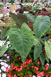 Island Giants Heart of the Jungle Elephant Ear (Colocasia esculenta 'Heart of the Jungle') at Lakeshore Garden Centres