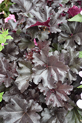 Black Pearl Coral Bells (Heuchera 'Black Pearl') at Peter Knippel Garden Centre
