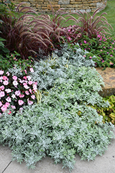 Silver Bullet Dusty Miller (Artemisia stellerianna 'Silver Bullet') at Lakeshore Garden Centres