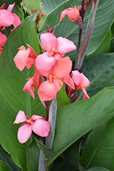Toucan Coral Canna (Canna 'Toucan Coral') at Lakeshore Garden Centres