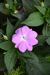 SunPatiens Compact Orchid New Guinea Impatiens (Impatiens 'SAKIMP041') at Lakeshore Garden Centres