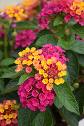 Luscious Royale Cosmo Lantana (Lantana camara 'DLANTAN95') at Lakeshore Garden Centres