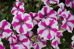 Supertunia Lovie Dovie Petunia (Petunia 'BBTUN91601') at Lakeshore Garden Centres