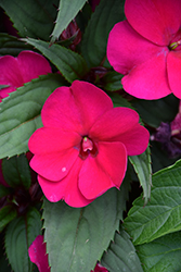 SunPatiens Compact Magenta New Guinea Impatiens (Impatiens 'SAKIMP016') at Lakeshore Garden Centres