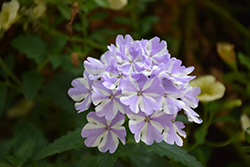 Superbena Stormburst Verbena (Verbena 'RIKA18302M') at Lakeshore Garden Centres