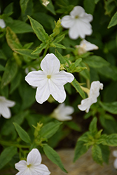 Endless Flirtation Browallia (Browallia 'UNHBR18') at Lakeshore Garden Centres
