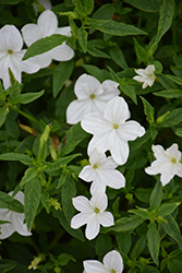 Endless Flirtation Browallia (Browallia 'UNHBR18') at Lakeshore Garden Centres