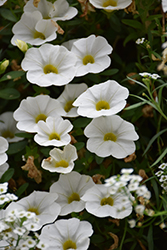 Superbells White Calibrachoa (Calibrachoa 'Balcal14141') at Lakeshore Garden Centres