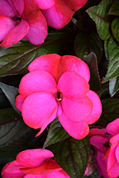 Infinity Blushing Lilac New Guinea Impatiens (Impatiens hawkeri 'Visinfblla') at Lakeshore Garden Centres