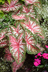 Artful Fire and Ice Caladium (Caladium 'UF-172') at Lakeshore Garden Centres