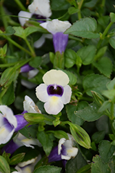 Catalina Grape-O-Licious Torenia (Torenia 'Catalina Grape-O-Licious') at Lakeshore Garden Centres
