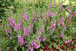 Angelface Super Pink Angelonia (Angelonia angustifolia 'Angelface Super Pink') at Lakeshore Garden Centres