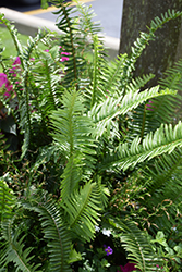 Kimberley Queen Australian Sword Fern (Nephrolepis obliterata 'Kimberley Queen') at Lakeshore Garden Centres